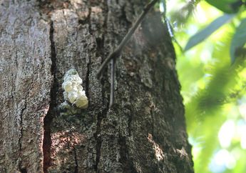 Kapur Barus, Rempah Indonesia yang Mulai Langka