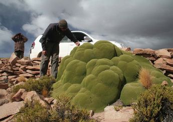 Gumpalan Hijau yang Misterius di Atacama