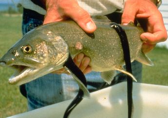 Lamprey, Vampir Laut