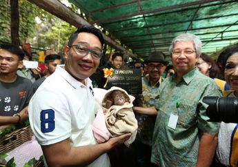 Ciles, Bayi Orang Utan yang Baru Dilahirkan di Kebun Binatang Bandung