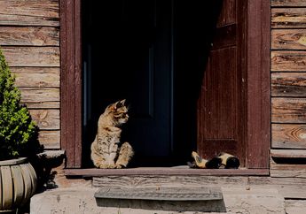 Uniknya Ingatan Seekor Kucing
