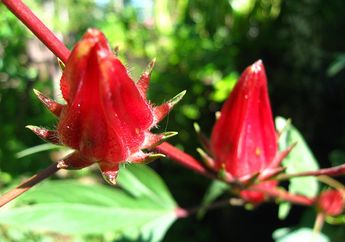 Teh Bunga Rosella yang Mampu Menyehatkan Tubuh