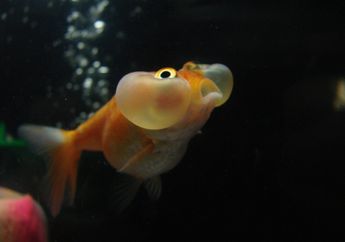 Ikan Mas Koki Mata Gelembung
