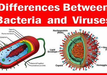 Perbedaan Virus dan Bakteri