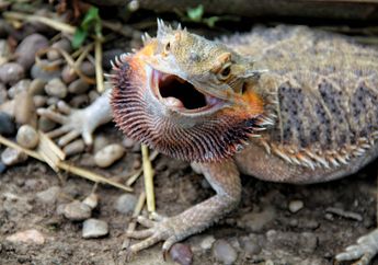 Apakah Bearded Dragon itu Naga yang Berjanggut?