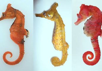 Spesies Kuda Laut dari Korea yang Baru Saja Ditemukan
