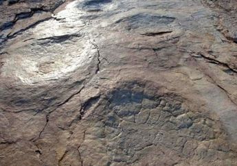 Penemuan Jalur Terpanjang Jejak Kaki Dinosaurus di Perancis