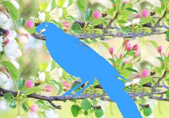 Burung Hitam yang Biru