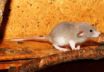 Tradisi Makan Daging Tikus di India