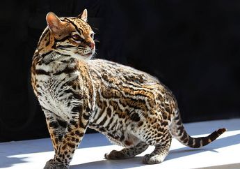 Berkenalan dengan Ocelot, si Macan Tutul Kurcaci