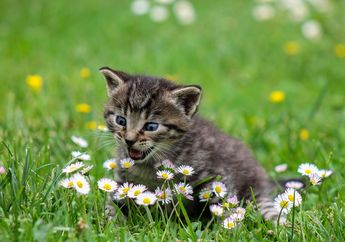 Inilah Arti Dengkuran Kucing