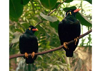 Kenapa Burung Beo Bisa Meniru Suara?