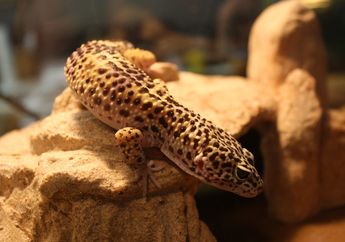 Leopard Gecko, Tokek Cantik yang Jinak