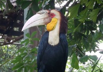 Berita Enggang Terbaru Hari Ini Tari Enggang Tari Untuk