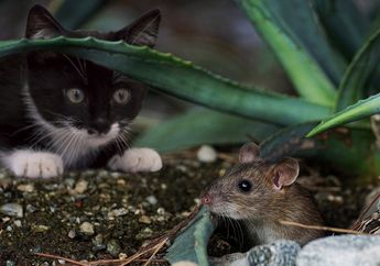 Mengapa Kucing Sering Membawa Hewan Mati ke Rumah?