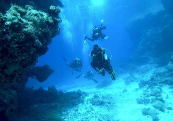 Bagaimana Penyelam Bebas Bisa Bertahan di Air Tanpa Bernapas?