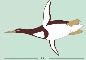Penguin Purba Ternyata Bertubuh Sebesar Manusia