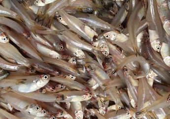 Teri, Ikan Kecil yang Banyak Manfaat