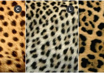Sering Dikira Sama, Ini Perbedaan Cheetah, Macan Tutul, dan Jaguar