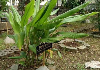Temulawak, Tanaman Asli Indonesia yang Kaya Manfaat