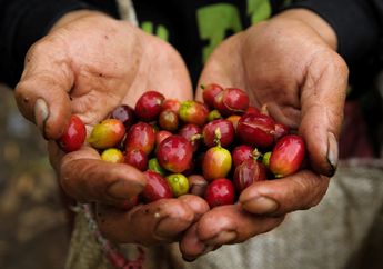 Proses Panjang Pengolahan Buah Kopi