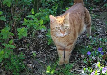 Kucing Sering Muntah, Apakah Berbahaya?