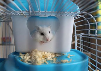 Mengenal Penyakit Ekor Basah pada Hamster