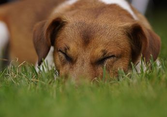 Mengapa Anjing Berputar-putar Sebelum Berbaring?