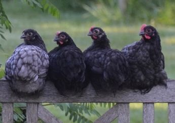Mengubah Kotoran Ayam Menjadi Tenaga Listrik