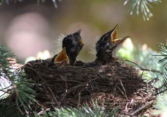 Ternyata, Burung Juga Bisa Stres