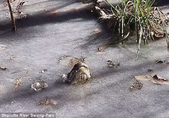 Menyembulkan Moncong, Cara Unik Buaya untuk Bertahan Hidup di Cuaca Dingin