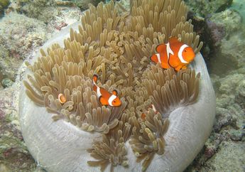 4 Rahasia Ikan Badut Suka Menjelajah Lautan yang Perlu Kamu Ketahui