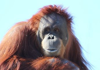 Saat Pegal, Orangutan Memakai 'Balsam' Buatan Sendiri