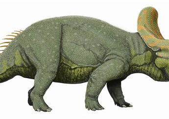 Triceratops, Dinosaurus Herbivora Bertanduk 3
