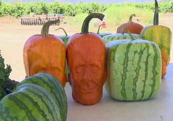 5 Buah yang Bentuknya Unik, dari Pir Buddha sampai Labu Frankenstein