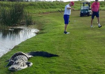 Pertarungan Aneh! Buaya Melawan Ular Piton di Lapangan Golf
