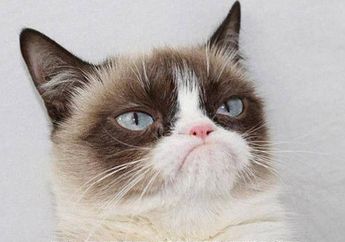 Grumpy Cat, Si Kucing Judes yang Memenangkan Gugatan di Pengadilan