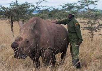 Sudan, Badak Putih Afrika Jantan yang Terakhir di Bagian Utara Afrika