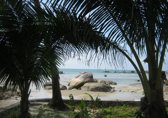 Mengapa Pohon Kelapa Banyak Tumbuh di Pantai Indonesia?