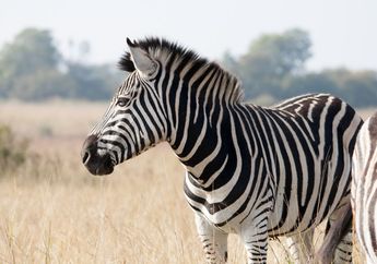 5 Fakta Unik Zebra, Hewan yang Peduli Terhadap Sesama
