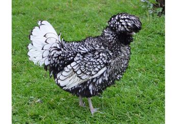 Ternyata, Ayam Suka Makan Kerikil