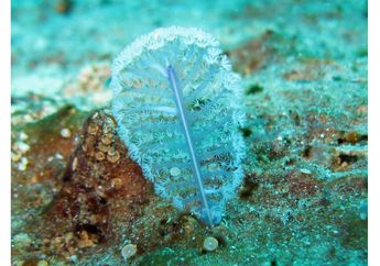 Pena Laut, Mirip Seperti Pena Bulu