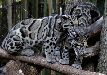 Neofelis Diardi, Kucing Besar dari Indonesia yang Mirip Macan Tutul