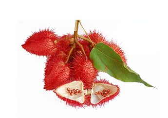 Kesumba Keling, Tanaman Pewarna Lipstik