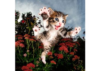 Agar Ada yang Mau Adopsi, Anak-anak Kucing Ini Difoto dengan Gaya yang Bikin Gemas