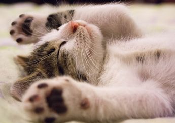 Cara Tidur Hewan yang Unik. Salah Satunya, Ada yang Tidur dengan Mata Terbuka!