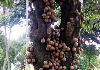 Buah Kepel, Buah Khas Jogja Kegemaran Putri Keraton