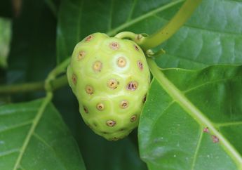 5 Tumbuhan Penghasil Warna Alami