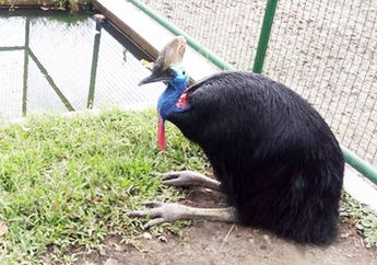 Burung Kasuari, Burung Berkekuatan Super yang Tidak Dapat Terbang