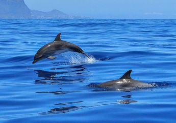 6 Hewan Laut Ini Ternyata Mamalia